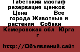 Тибетский мастиф резервация щенков › Цена ­ 100 000 - Все города Животные и растения » Собаки   . Кемеровская обл.,Юрга г.